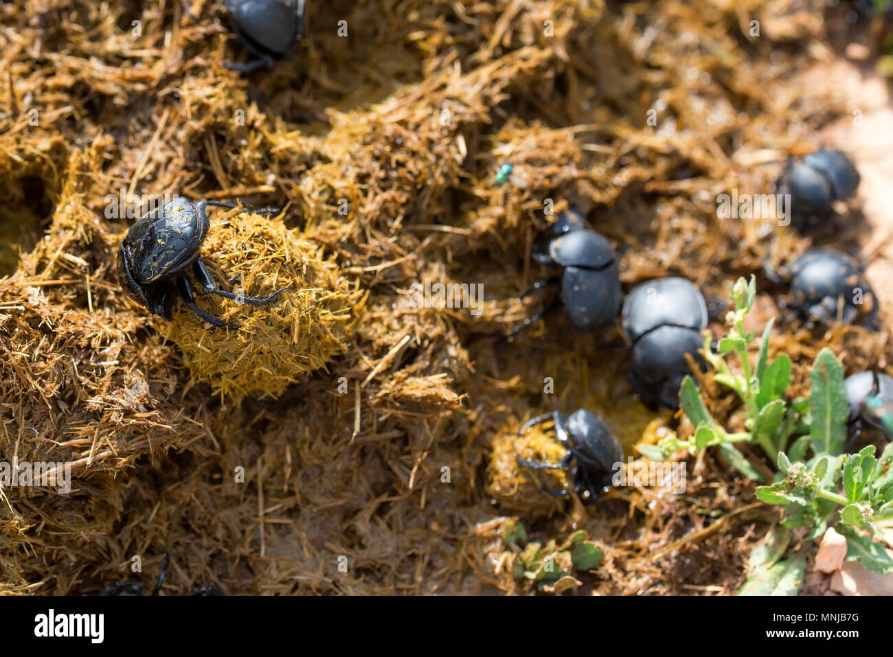 Group of Scarabaeus sacer of Sacred Scarab in dung Stock Photo