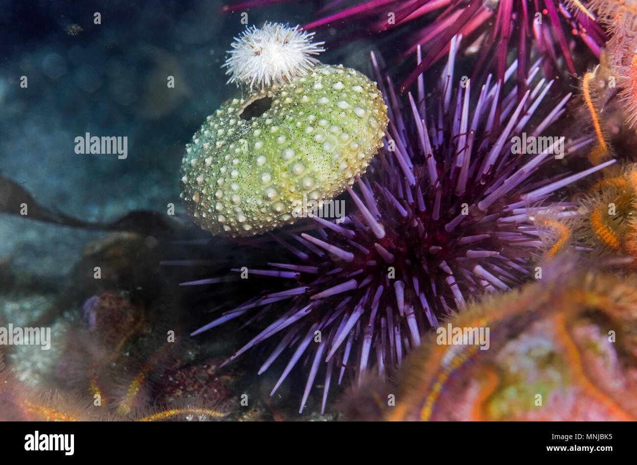 purple sea urchin, Strongylocentrotus purpuratus, with test as protection and white sea urchin Lytechinus anamesus, Anacapa Island, Channel Islands, C Stock Photo