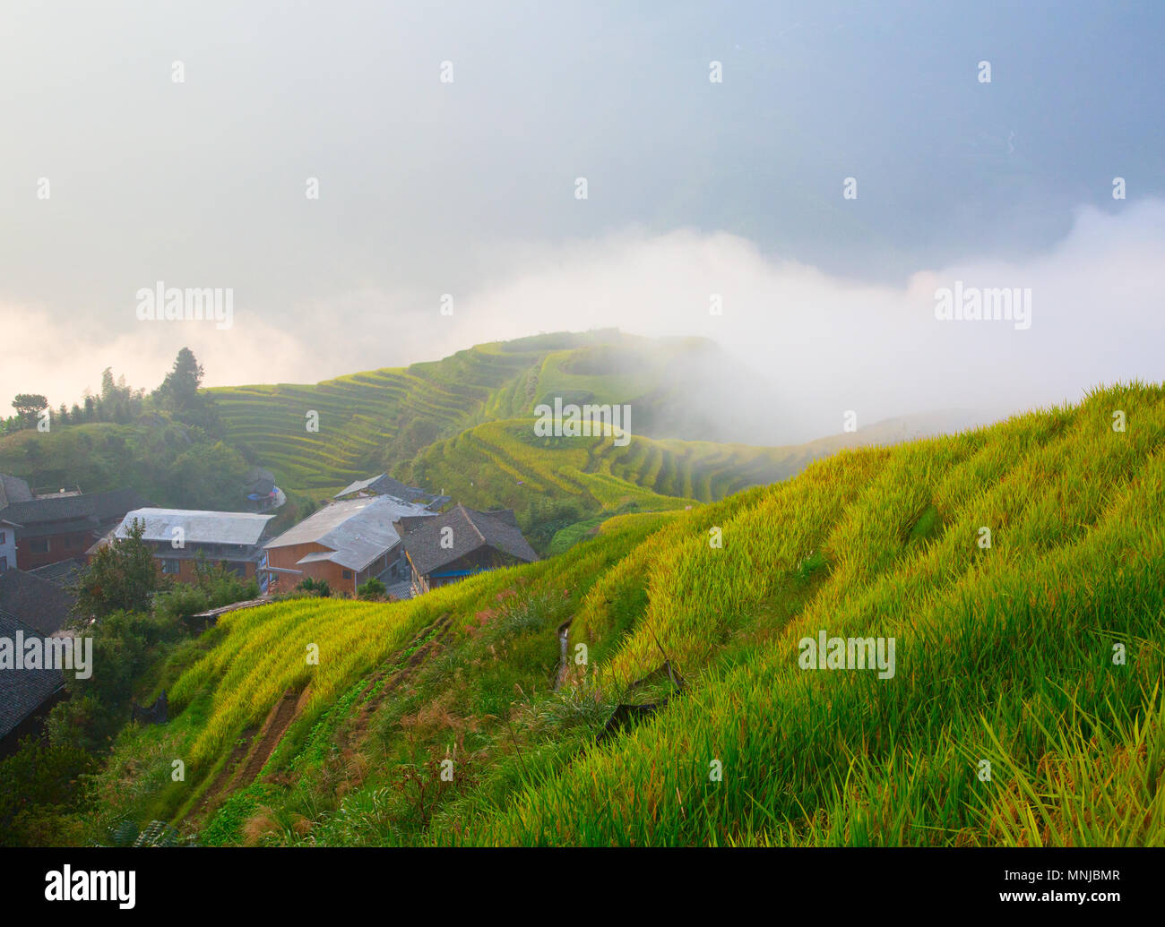The Longsheng Rice Terraces(Dragon's Backbone) also known as Longji ...