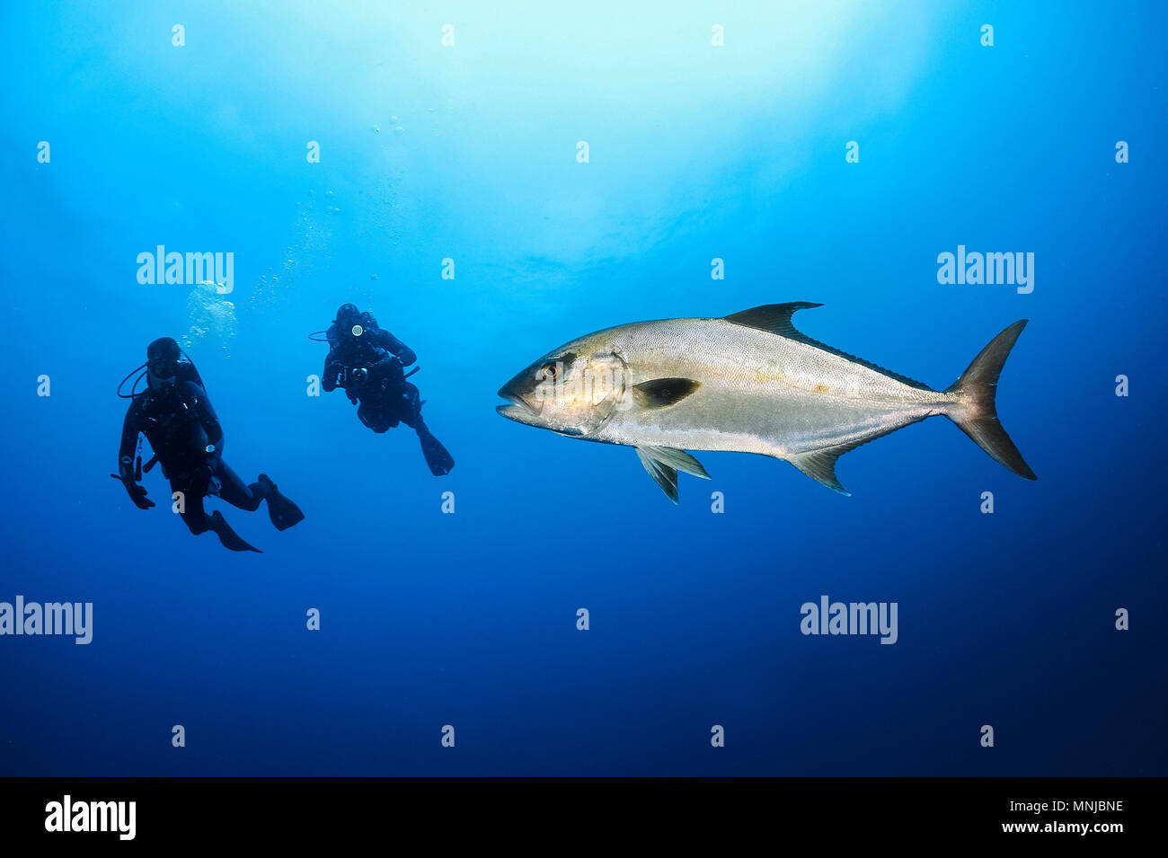 greater amberjack, Seriola dumerili, and scuba divers, North Carolina, USA, Atlantic Ocean Stock Photo
