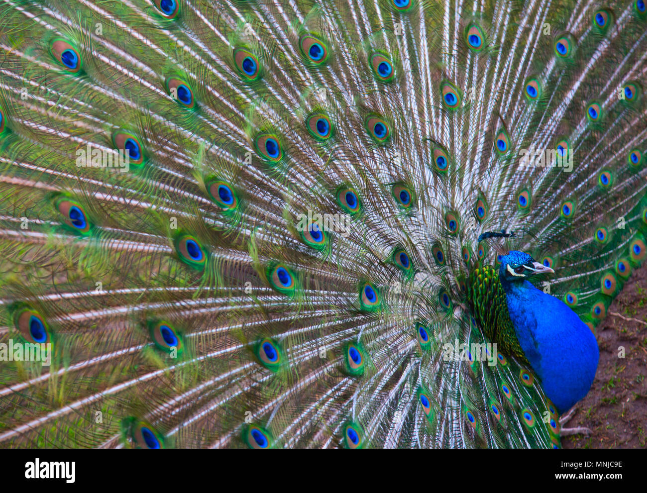Beautiful male peacock with colorful tail fully open Stock Photo - Alamy