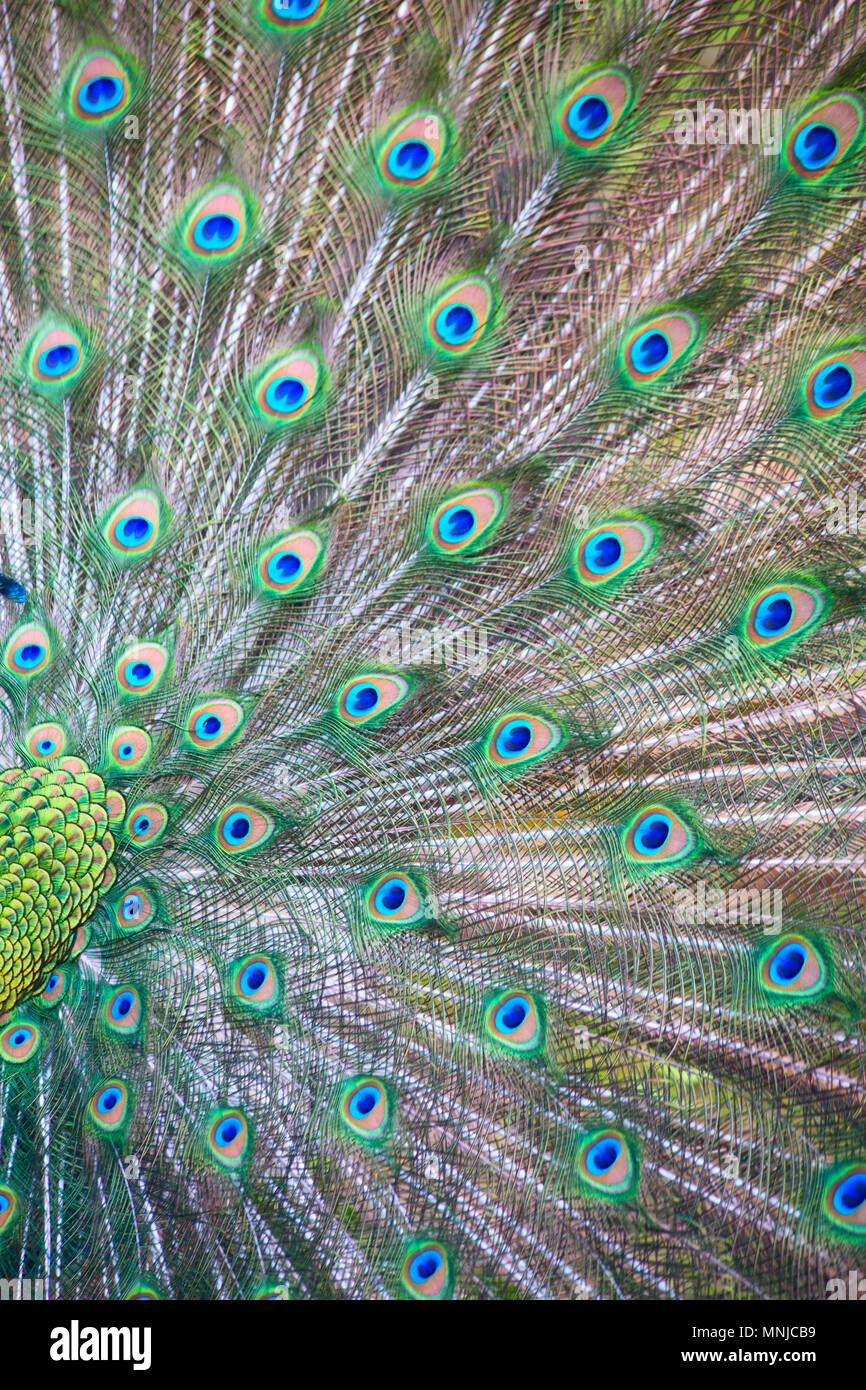 Beautiful male peacock with colorful tail fully open Stock Photo - Alamy