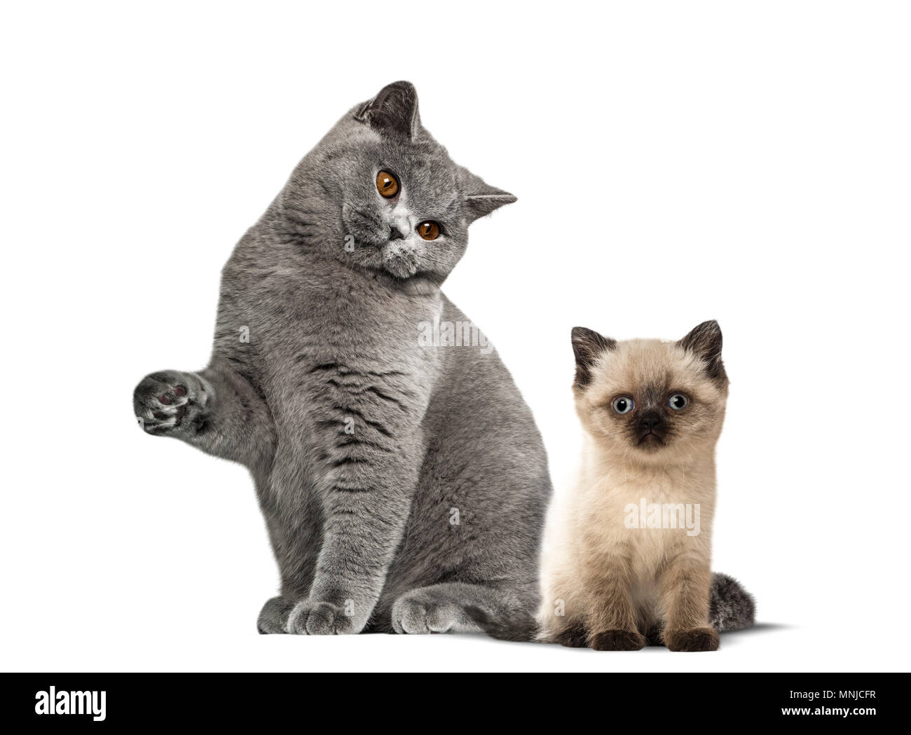 British Shorthair Cat And Kitten Sitting Against White Background