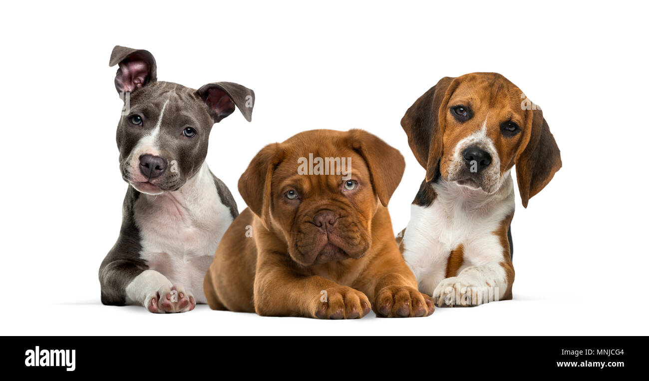 Group of puppies lying against white background Stock Photo - Alamy