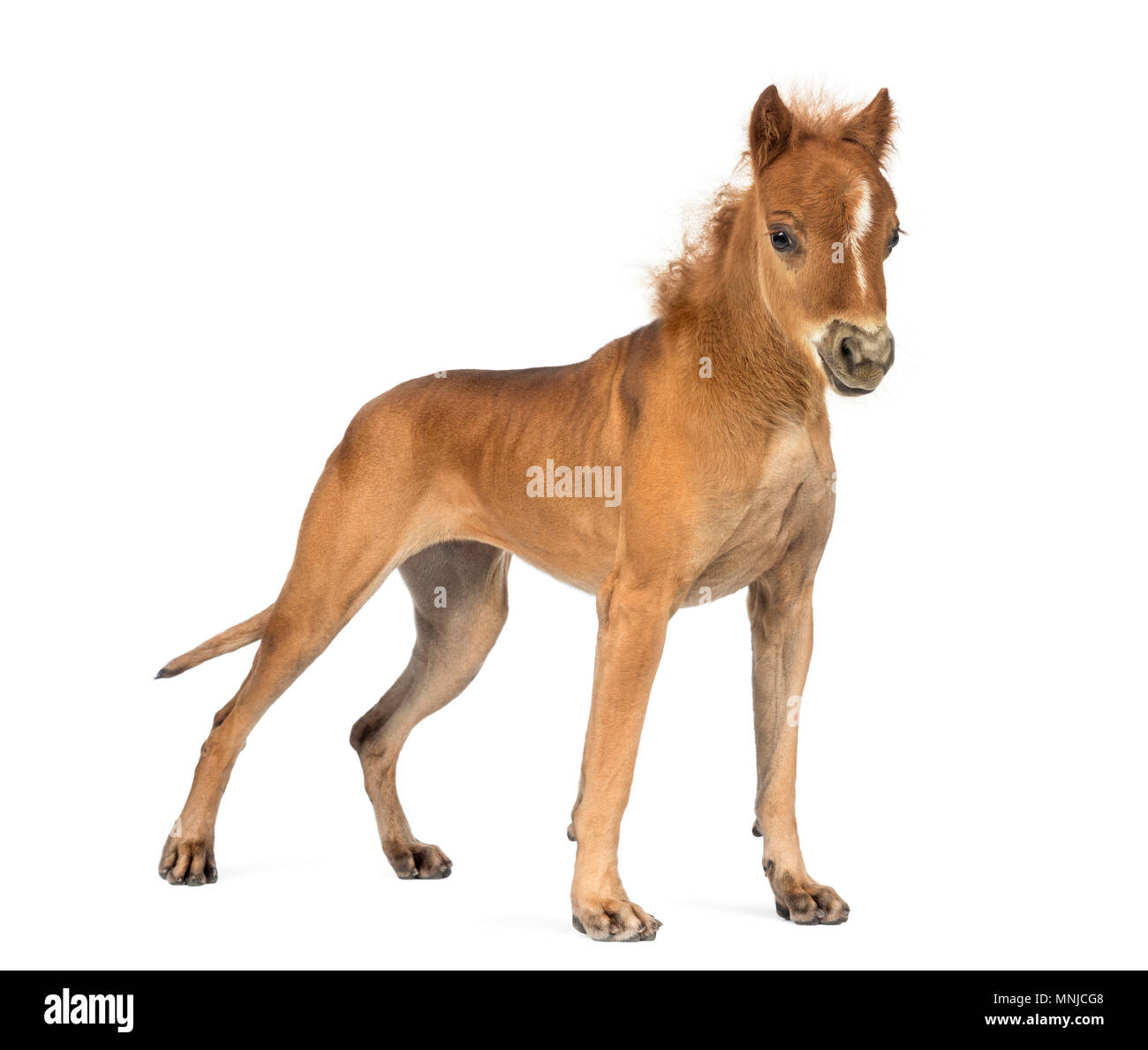 chimera with a Great Dane and a head of foal against white background Stock Photo