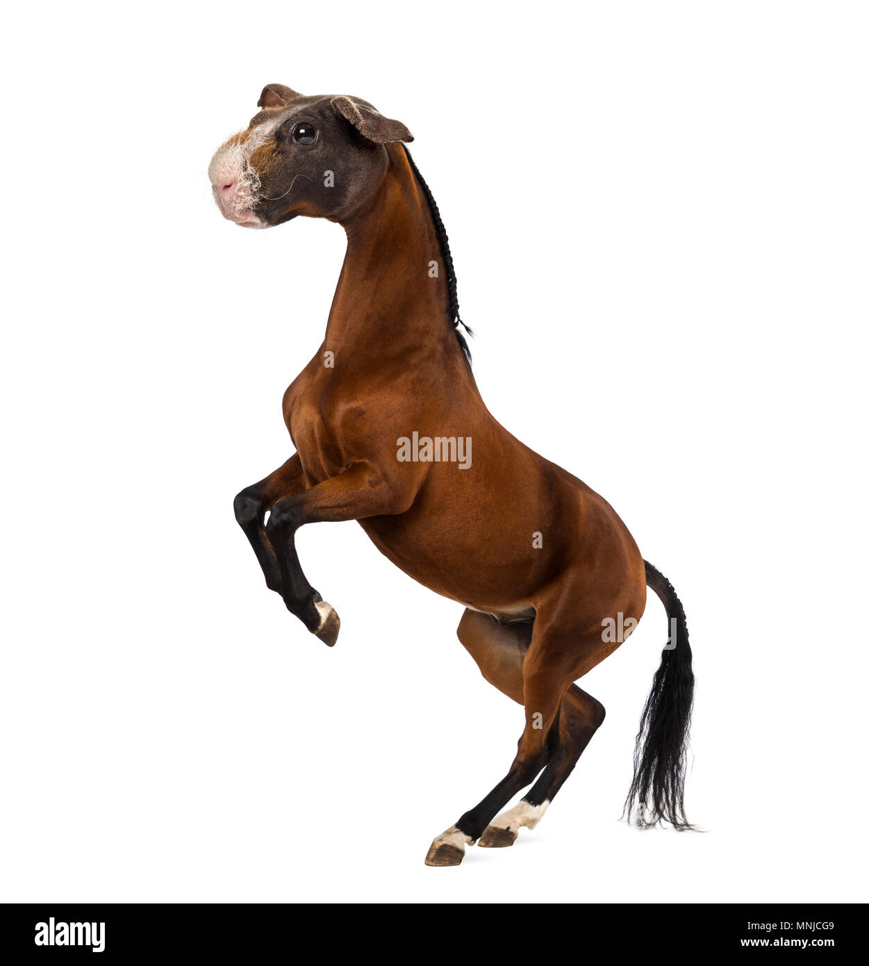 chimera with a Horse and a head of a Guinea Pig rearing up against white background Stock Photo