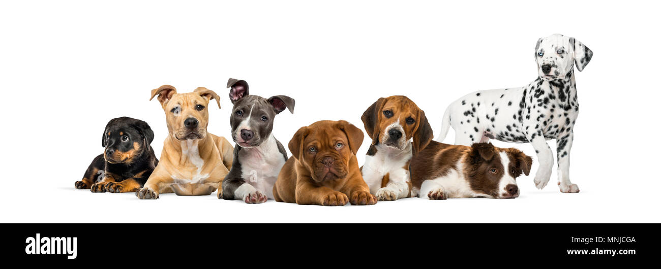 Group of puppies lying in front of a white background Stock Photo - Alamy