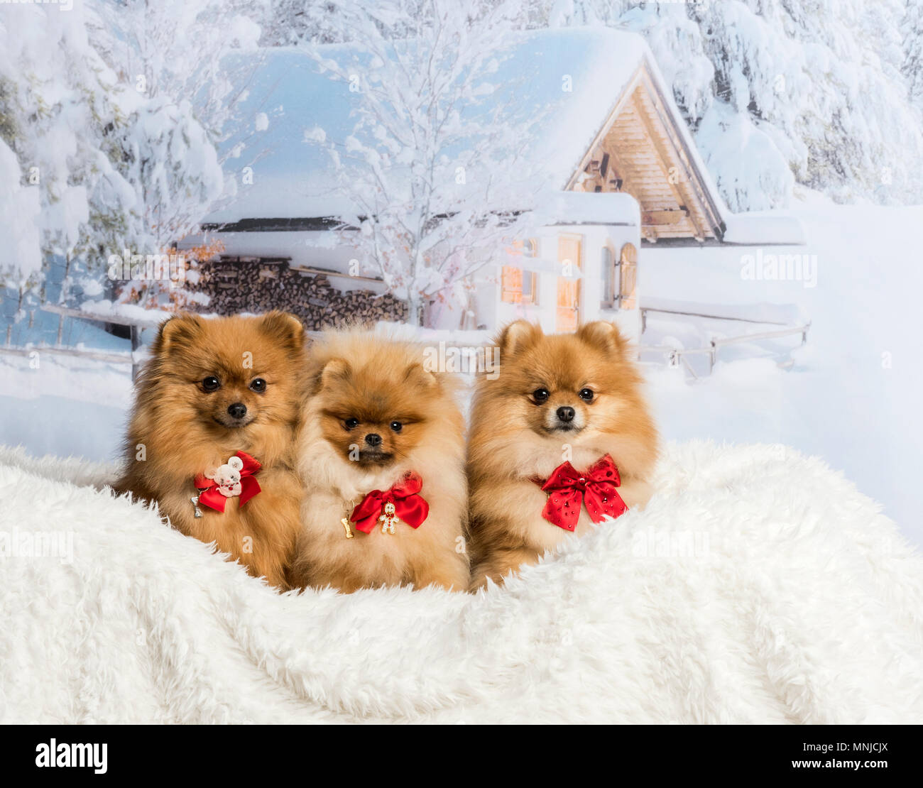 Pomeranians and Spitz sitting in winter scene wearing bow ties, portrait Stock Photo