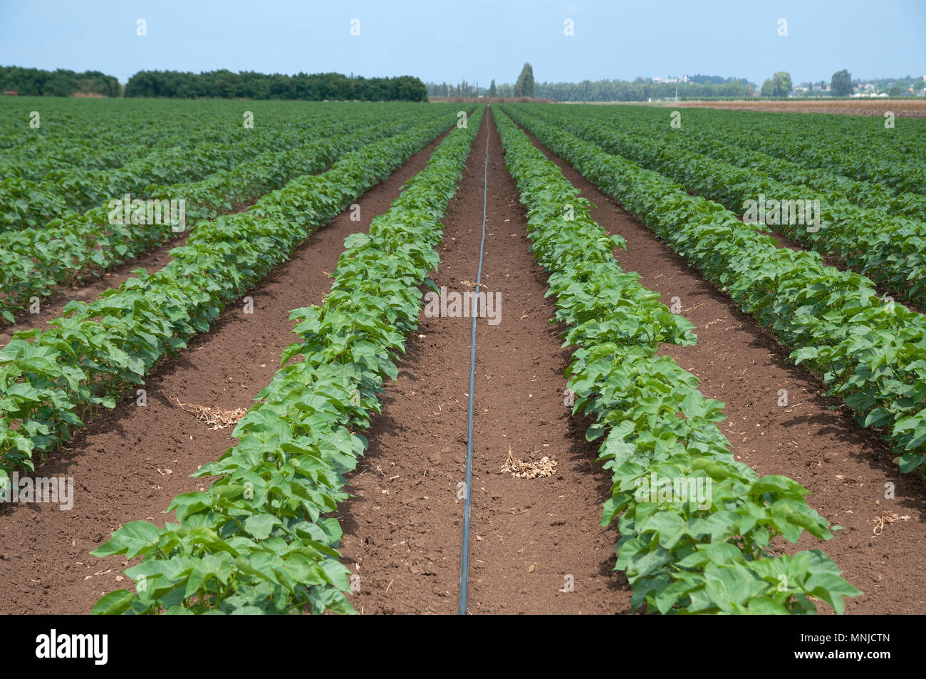 Irrigation in young cotton field Stock Photo Alamy