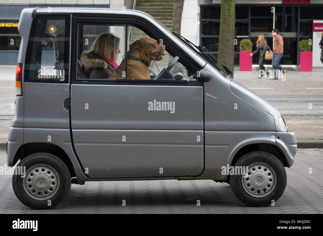 Canta automobile, driver and dog Stock Photo - Alamy
