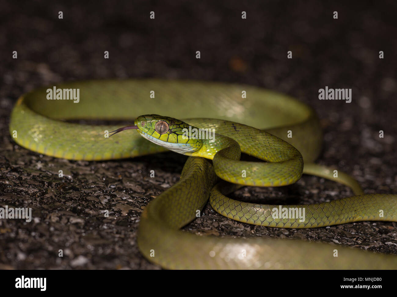 Green Cat Snake (Boiga cyanea) Phuket Thailand coiled up on the road at night. Stock Photo