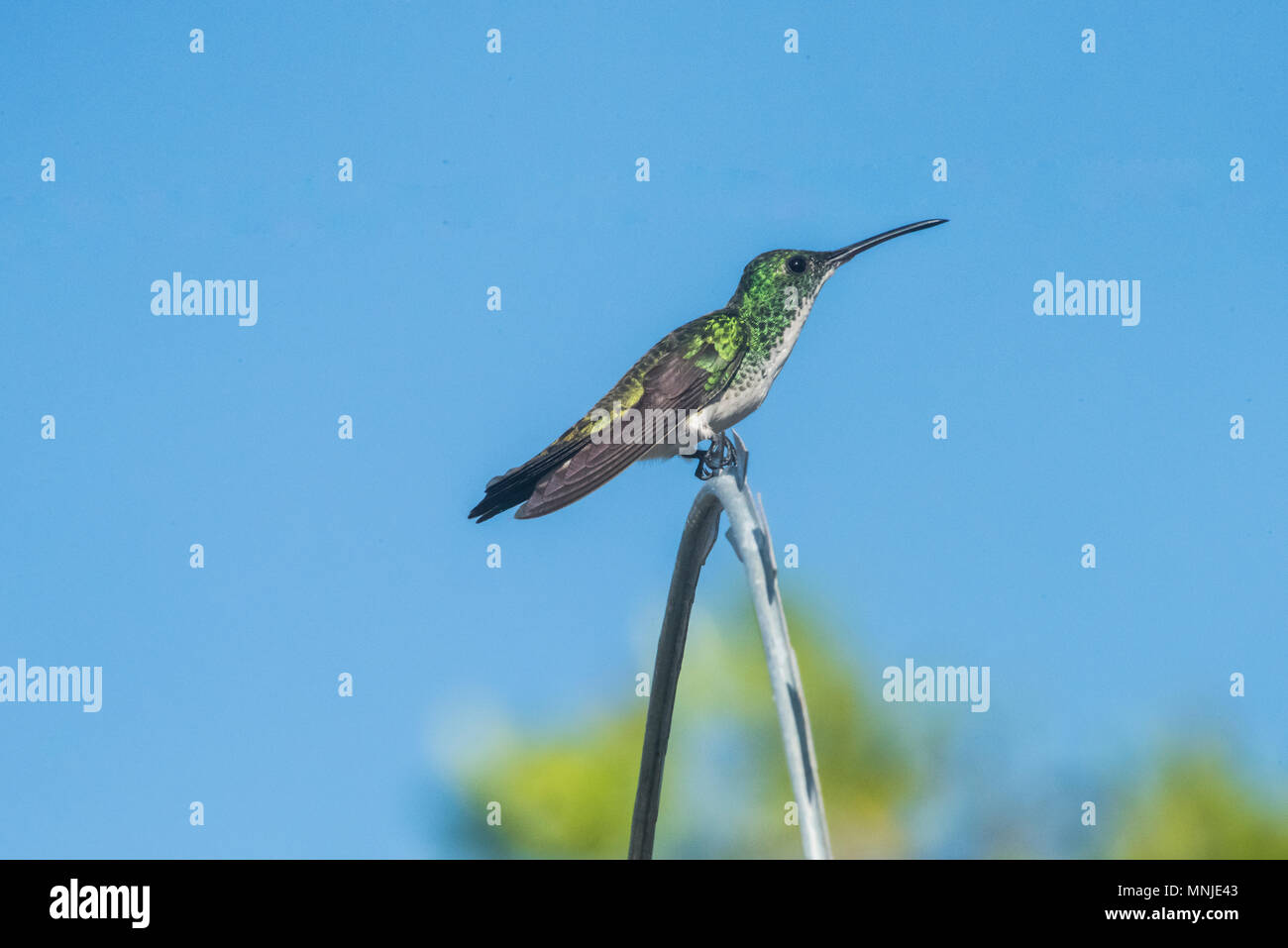 Amazilia leucogaster hi-res stock photography and images - Alamy