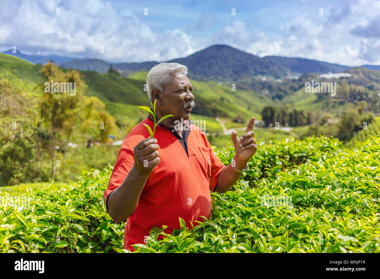 Old man at tea plantation region, Cameron Highlands, Malaysia Stock Photo