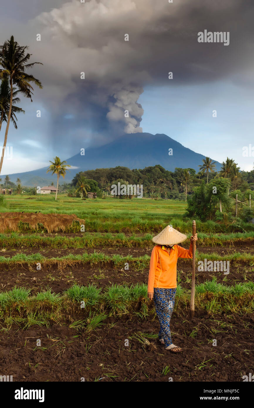 Peasant planting rice in field and volcano Agung in background. Stock Photo