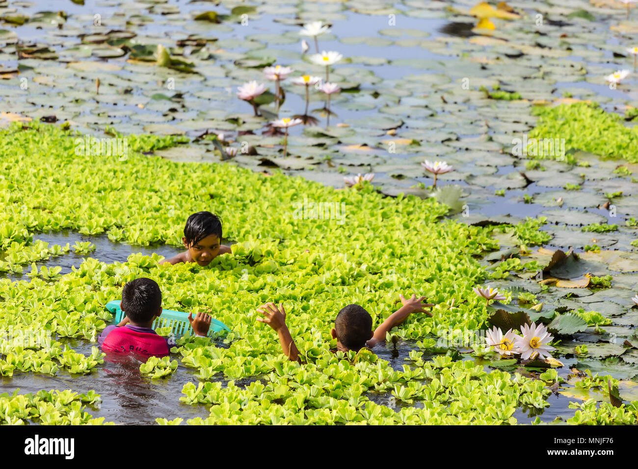 Children cleaning pond from water lilies,Bali,Indonesia Stock Photo