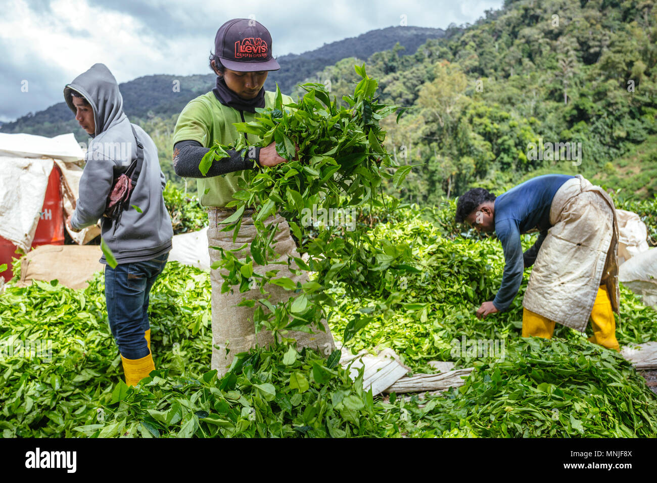 Malaysia, View of tea plantation region Stock Photo