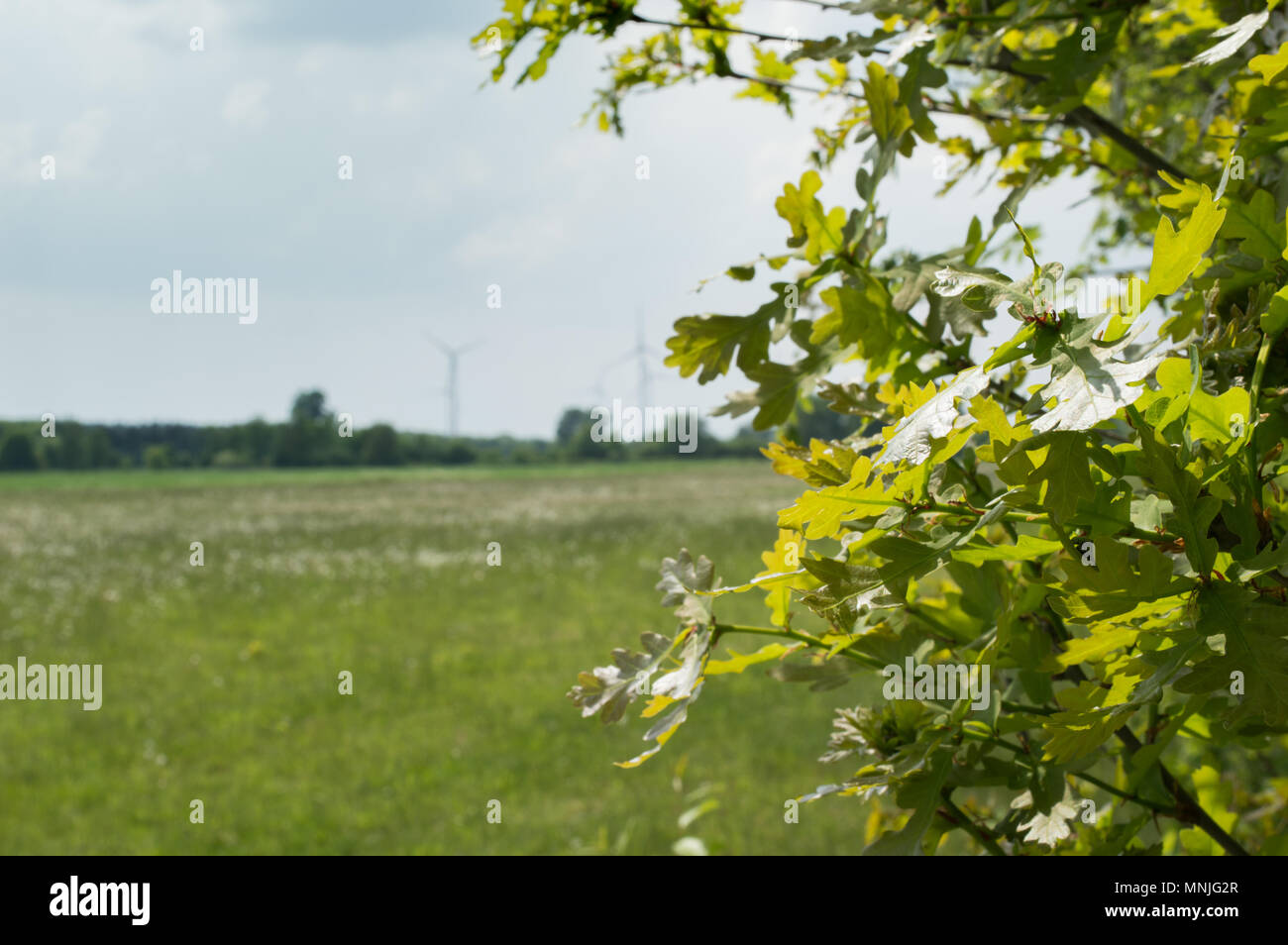 Dandelions on a big meadow in wild Stock Photo