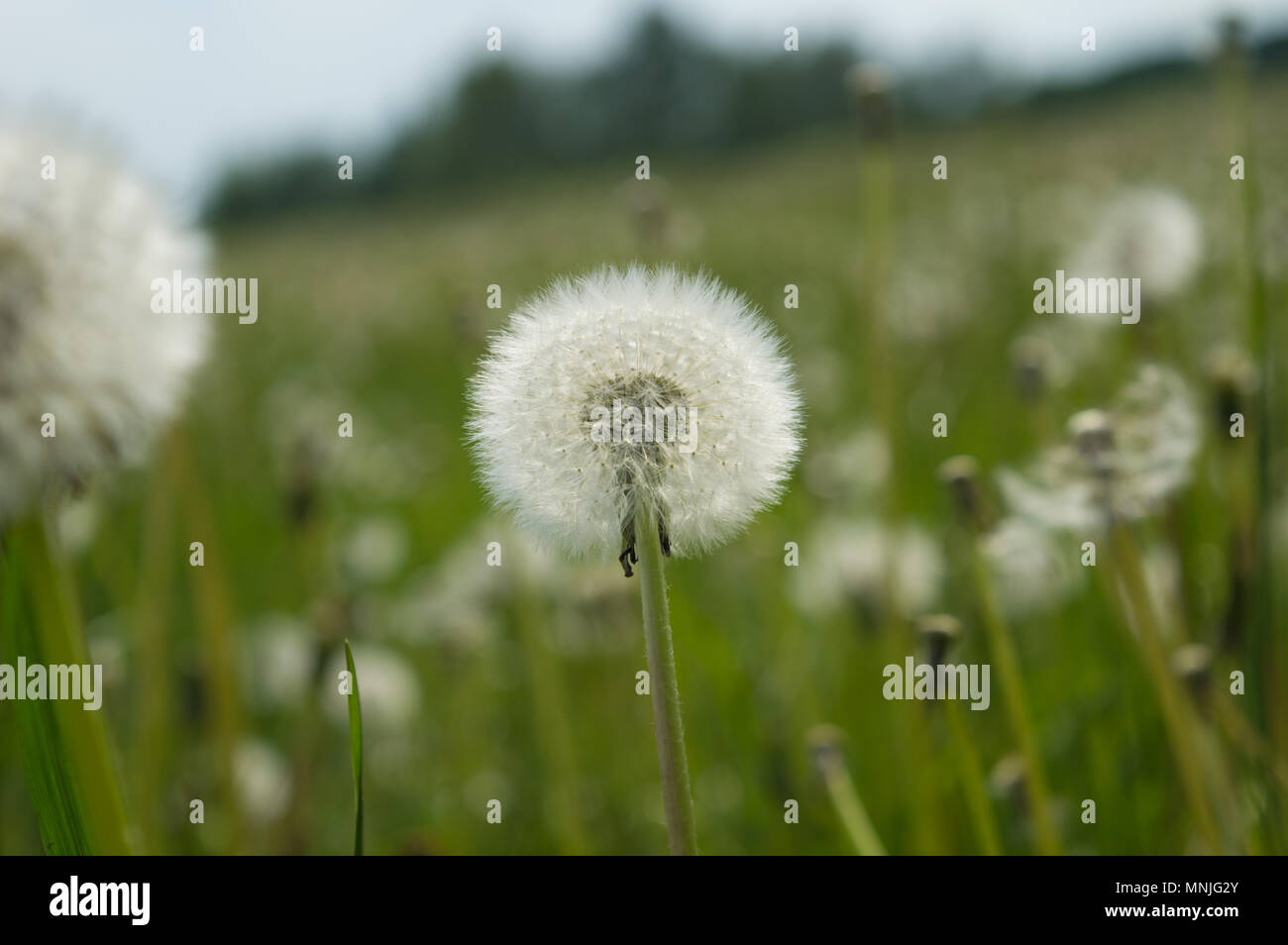 Dandelion on meadow hi-res stock photography and images - Page 11