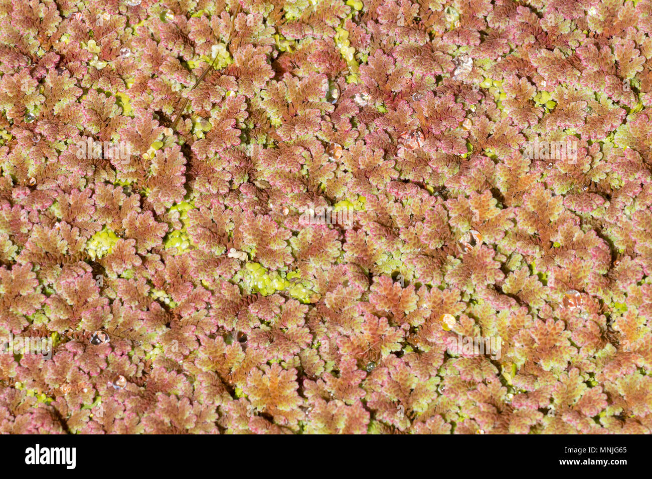 Floating foliage of the water fern, Azolla filiculoides, with Spring bronzing Stock Photo