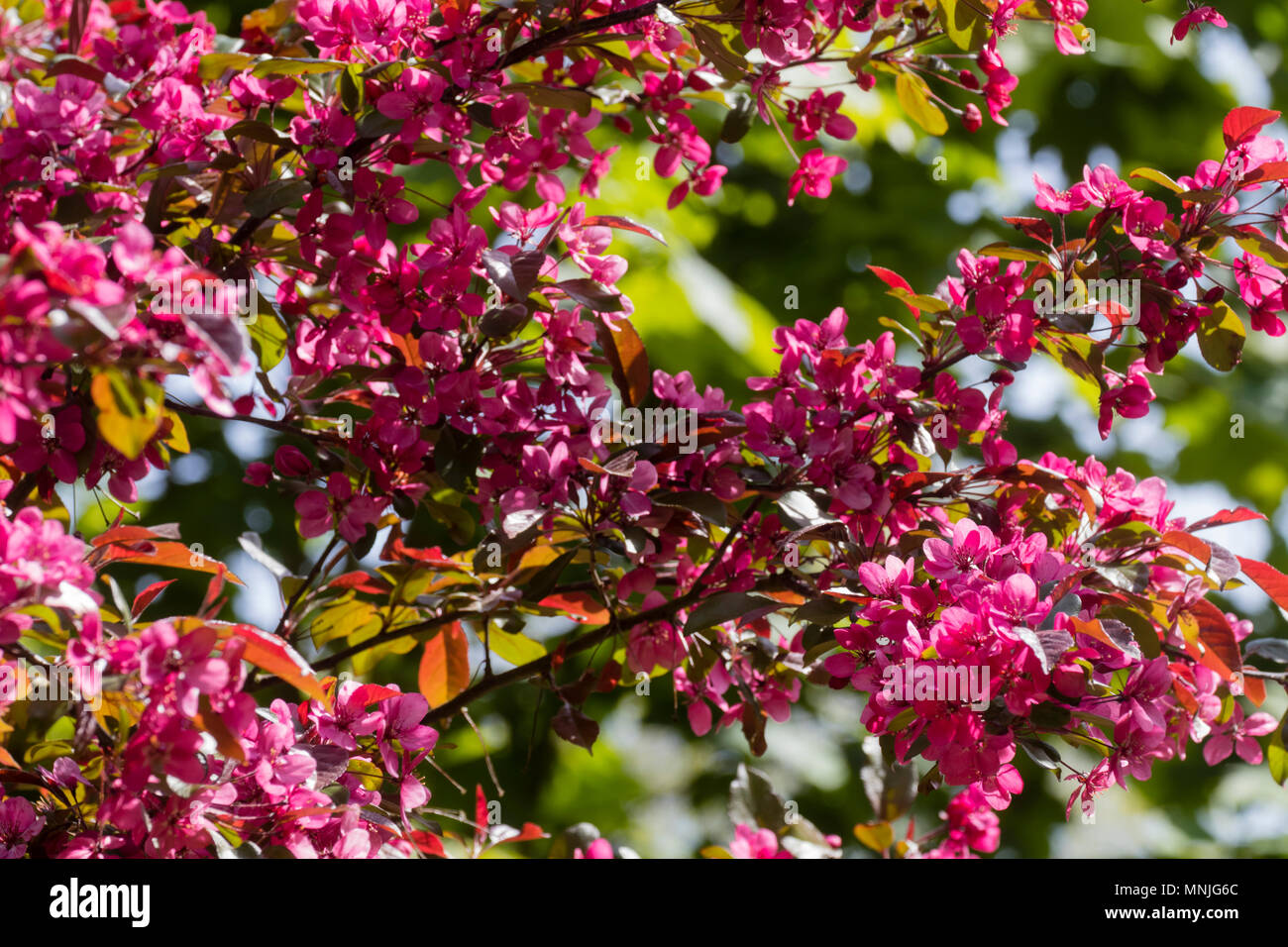 Spring flowers of the deep pink / red crab apple, Malus toringo 'Scarlett' Stock Photo