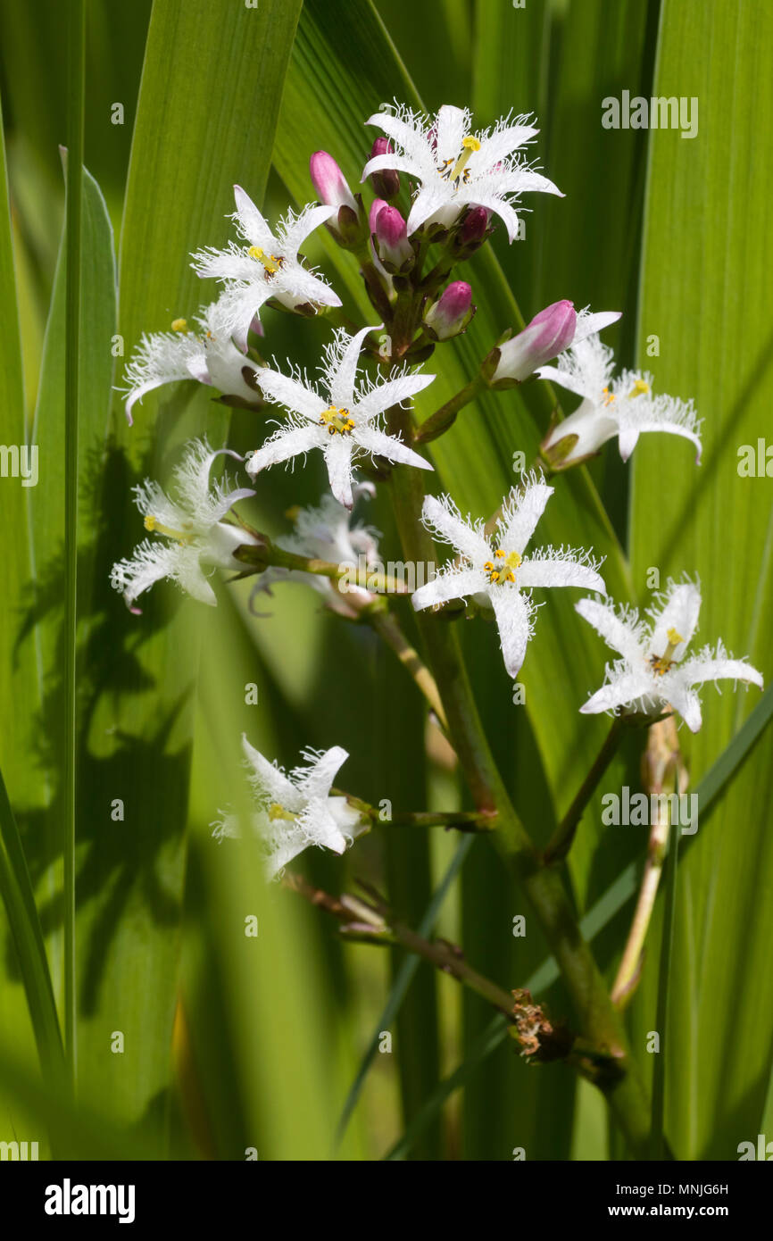 Hairy star like flowers of the marginal aquatic pond plant, Menyanthes trifoliata, the bog bean Stock Photo