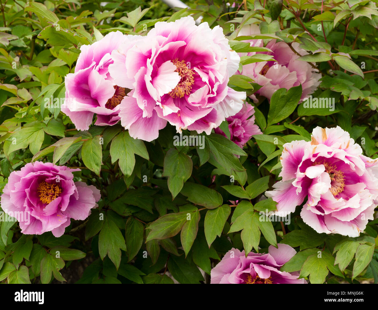 Massive pink flowers of the Moutan or Chiunese tree peony, Paeonia suffructicosa Stock Photo
