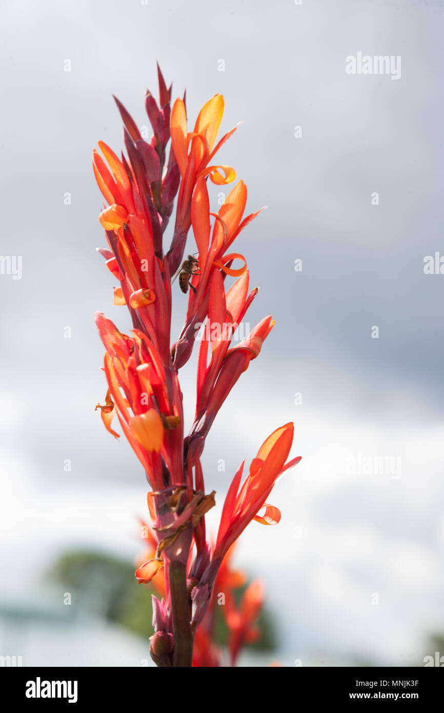 Indian shot, Röd arrowrot (Canna indica) Stock Photo