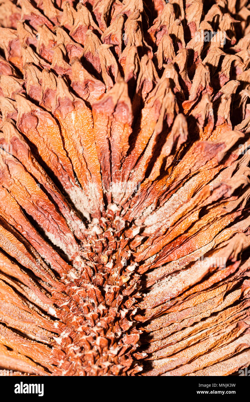 Queen Sago, Indisk kottepalm (Cycas circinalis) Stock Photo