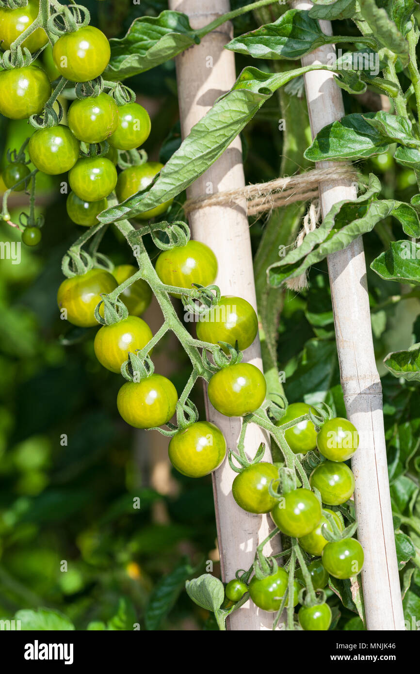 Currant Tomato, Vinbärstomat (Solanum pimpinellifolium) Stock Photo