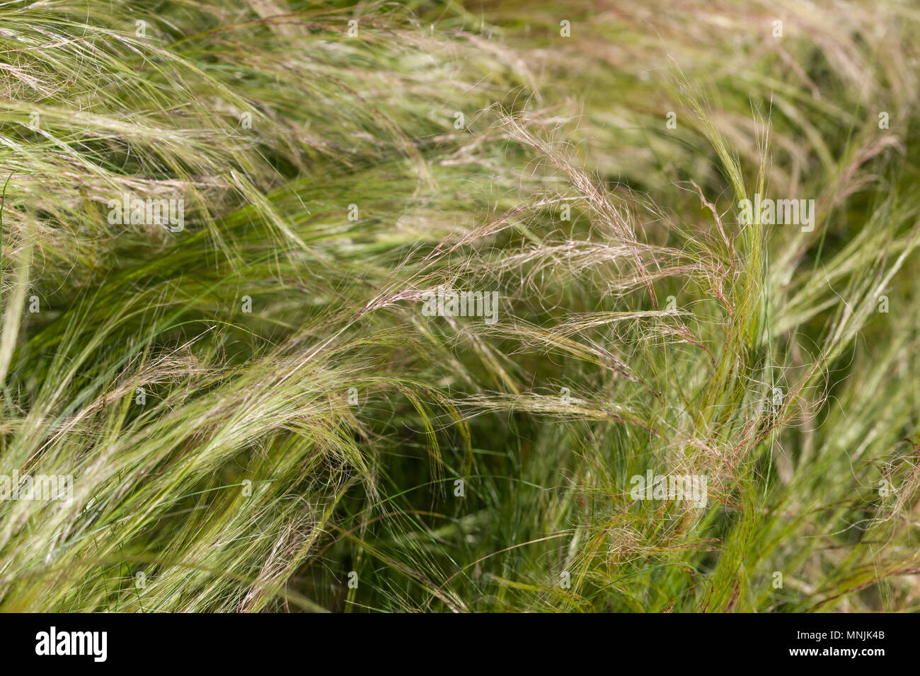 Mexican Feather Grass, Svansfjädergräs (Stipa tenuissima) Stock Photo