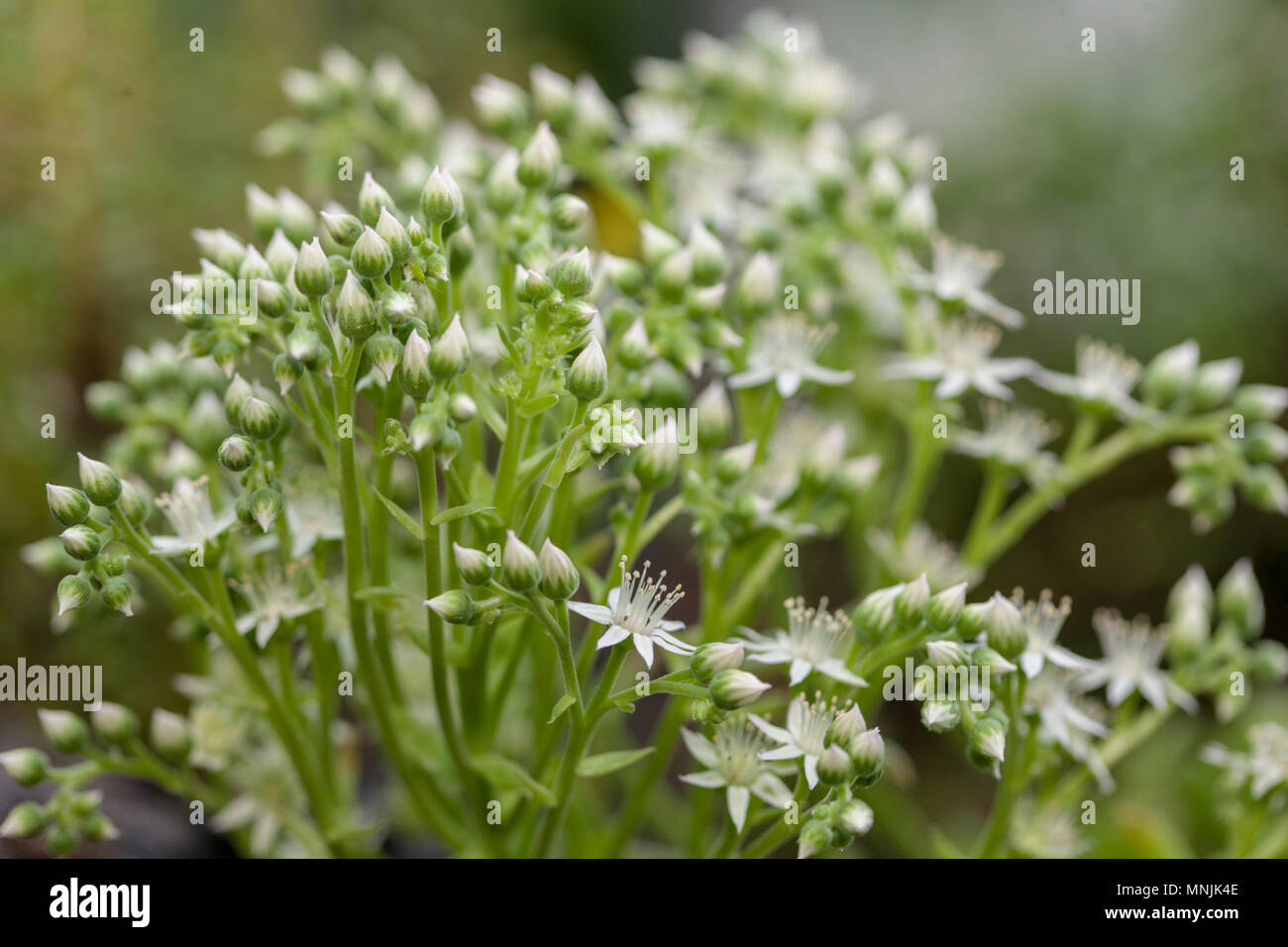 Kanarianmesipaunikko, Murkotte (Monanthes laxiflora) Stock Photo