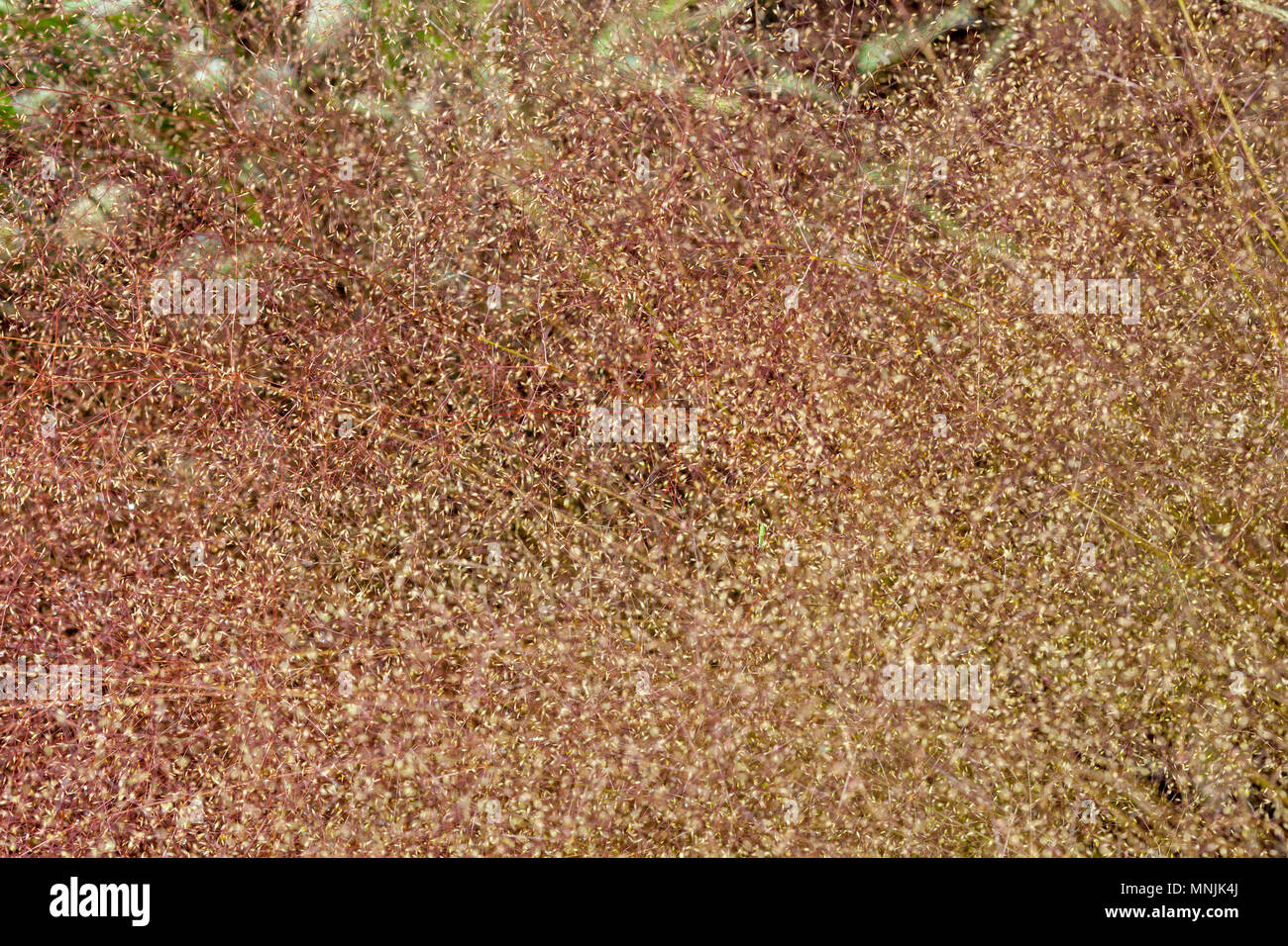 Cloud Grass, Slöjven (Agrostis nebulosa) Stock Photo