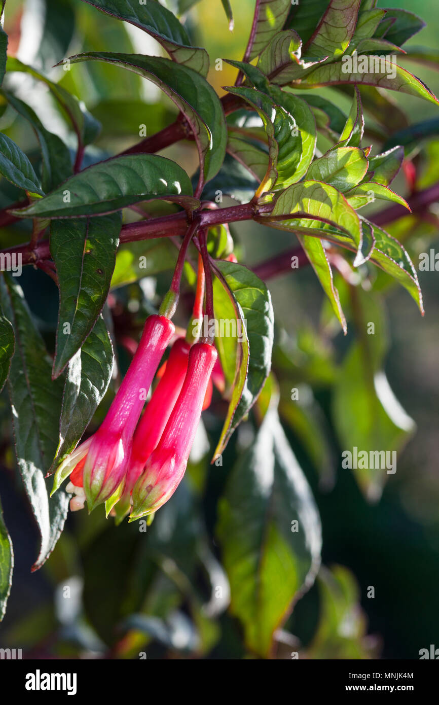 Fanfare Fuchsia, Limafuchsia (Fuchsia denticulata) Stock Photo