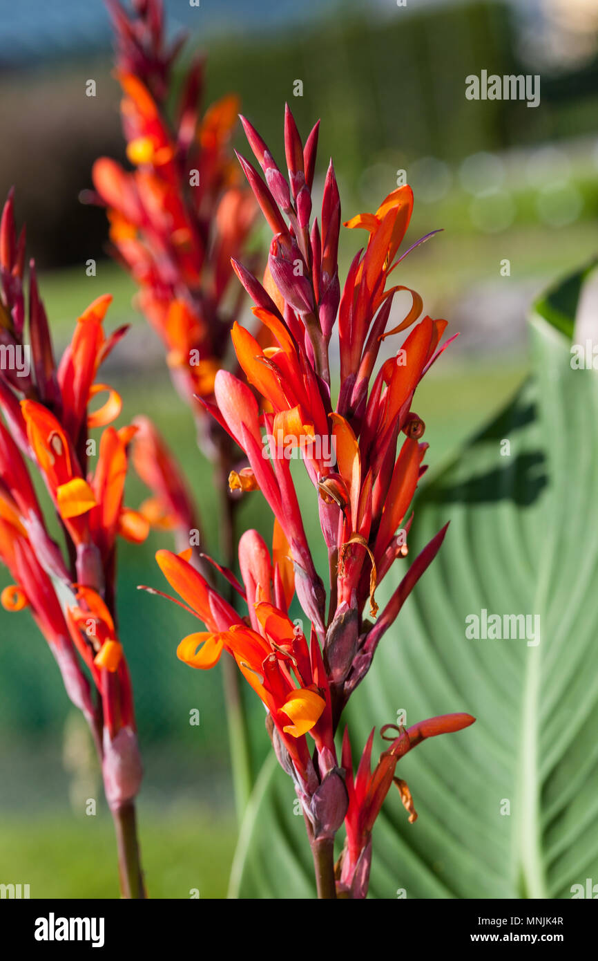 Indian shot, Röd arrowrot (Canna indica) Stock Photo