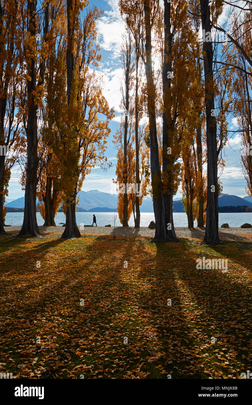 Poplar Trees in Autumn, Lake Wanaka, Otago, South Island, New Zealand (MR) Stock Photo