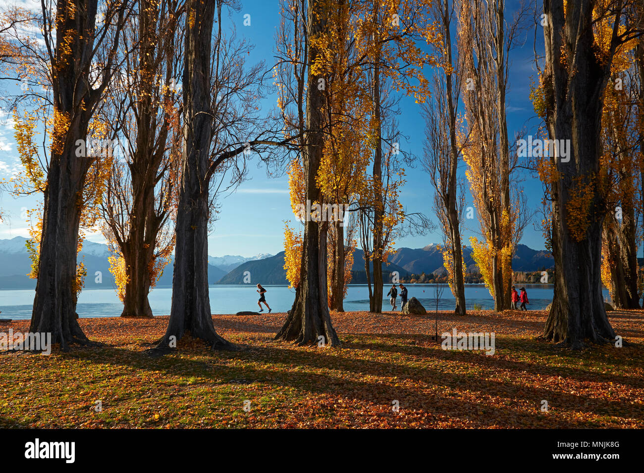 Runner and poplar Trees in Autumn, Lake Wanaka, Otago, South Island, New Zealand Stock Photo