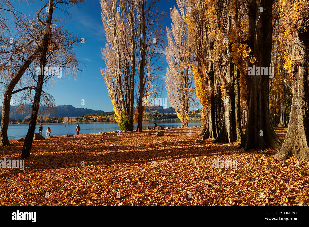 Poplar Trees in Autumn, Lake Wanaka, Otago, South Island, New Zealand Stock Photo