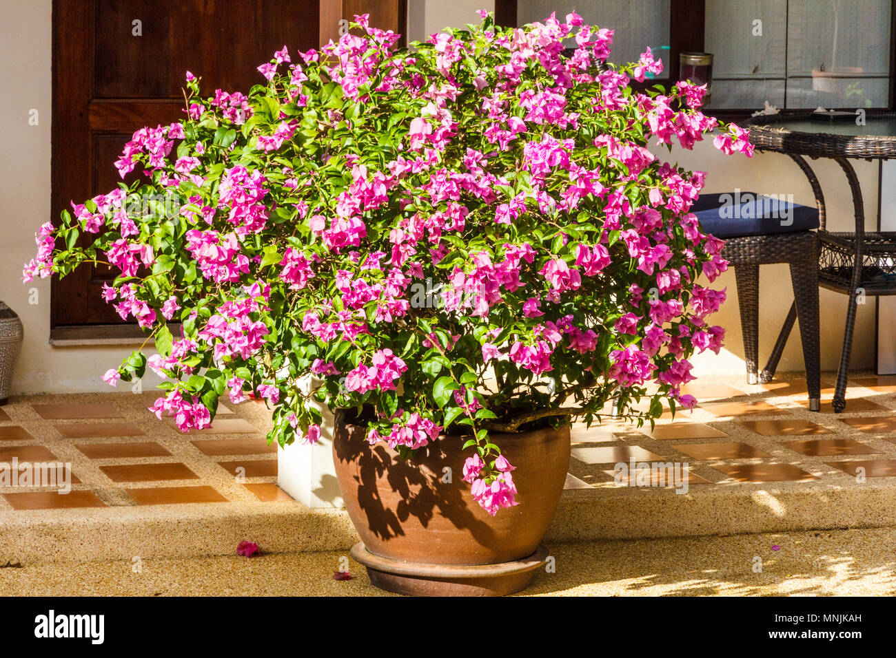 Purple bougainvillea in pot hi-res stock photography and images - Alamy
