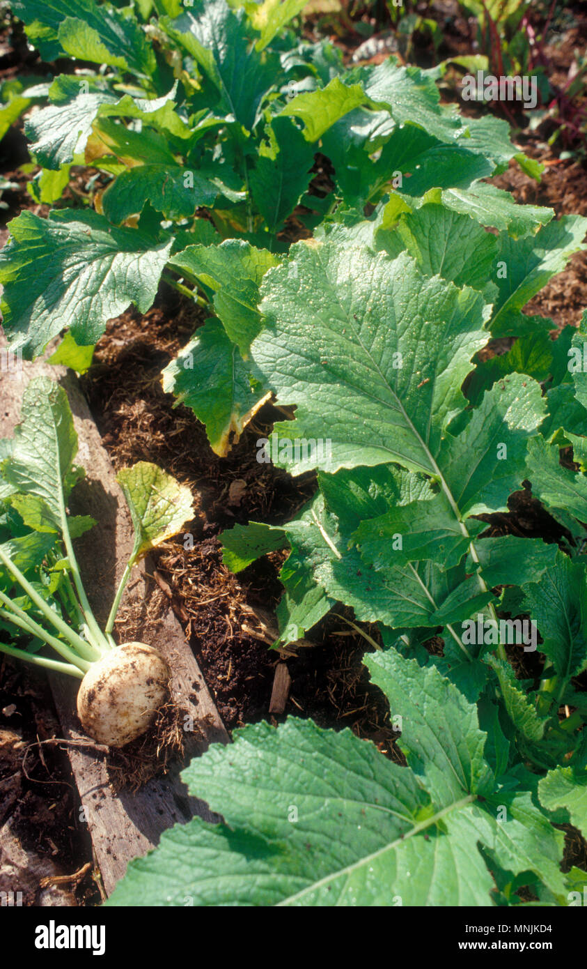 turnip-tokyo-cross-hi-res-stock-photography-and-images-alamy