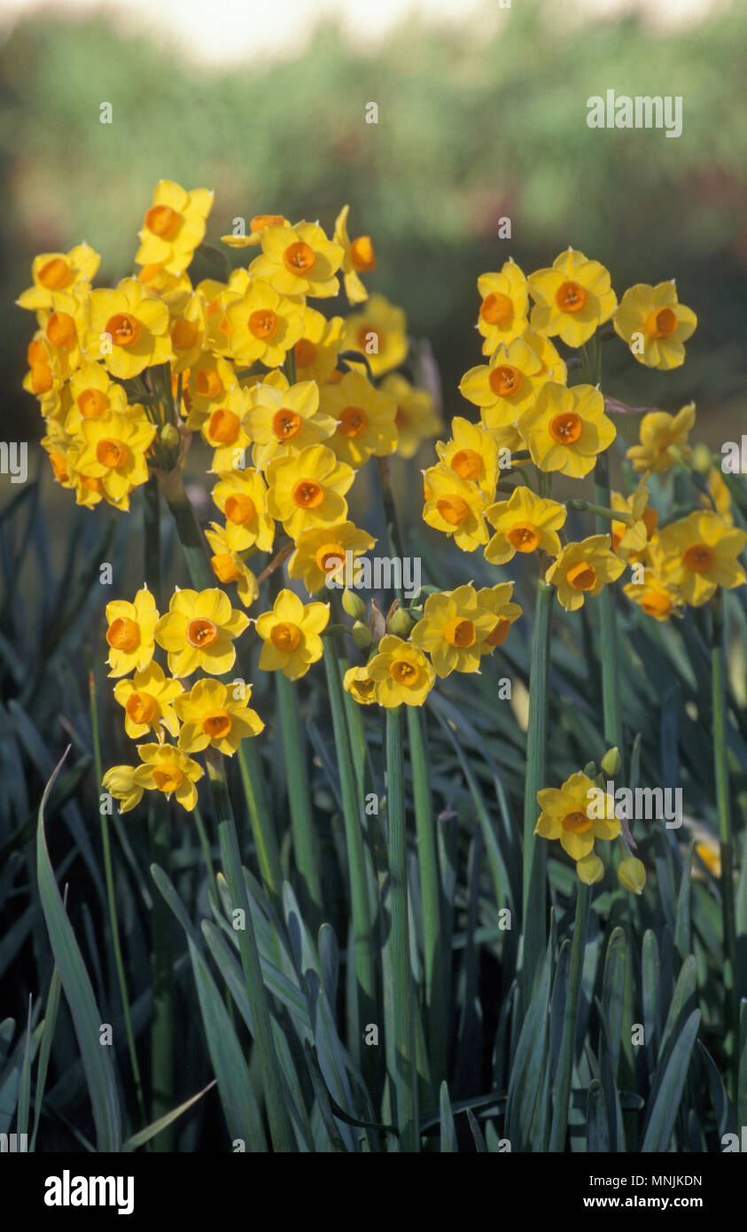 JONQUILS (NARCISSUS) GROWING IN GARDEN BED Stock Photo Alamy