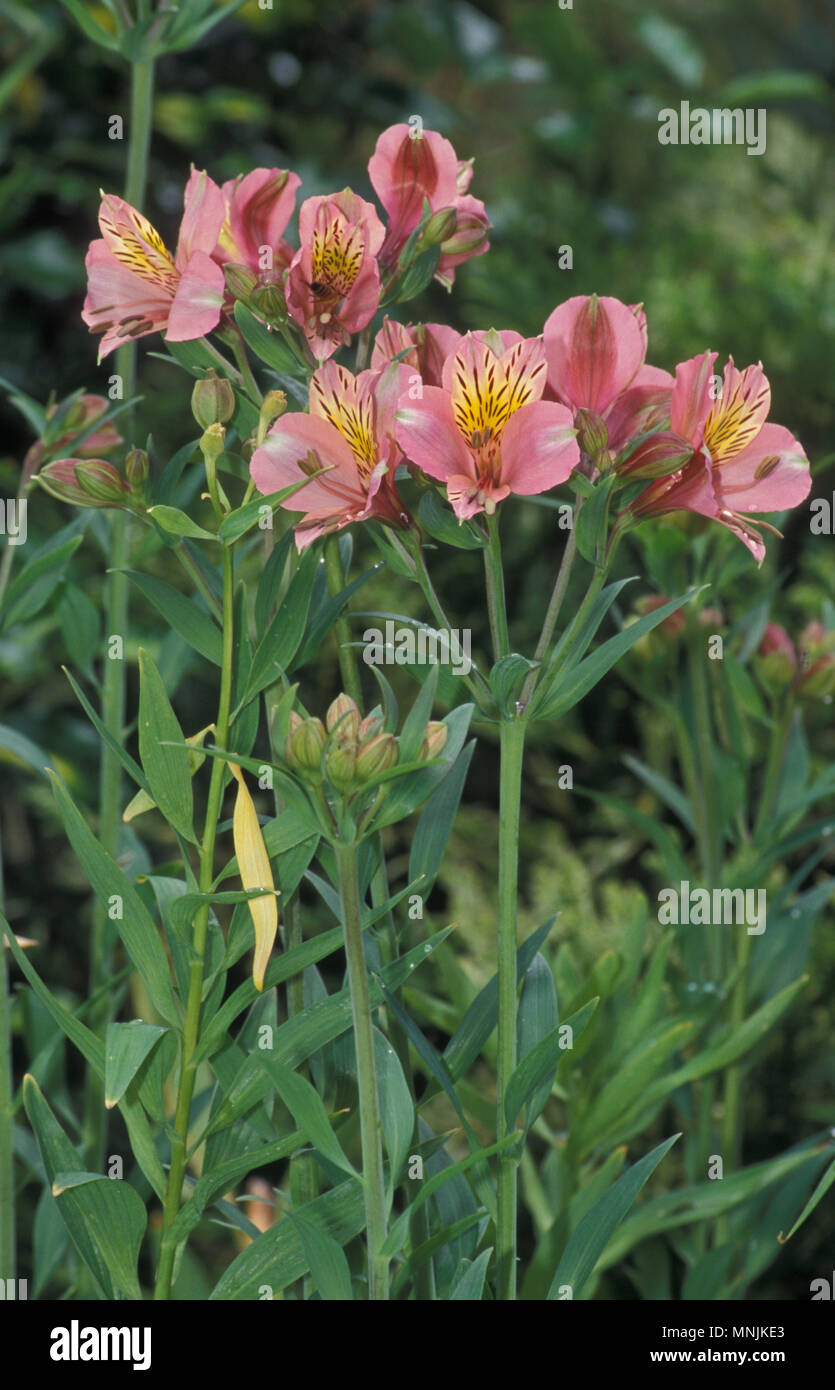 Alstroemeria commonly called the Peruvian lily or lily of the Incas. 'Regina Stock Photo