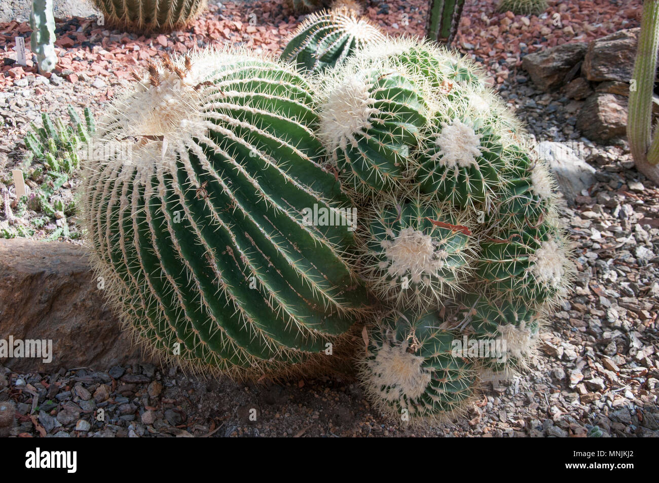 Echinocactus grusonii, a cactus native to the Americas at Mt Coot-tha Botanic Gardens, Brisbane Stock Photo