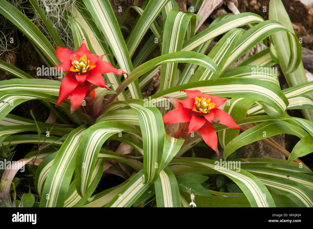 Flowering succulent plants in the Mt Coot-tha Botanic Gardens, Brisbane, Queensland, Australia Stock Photo
