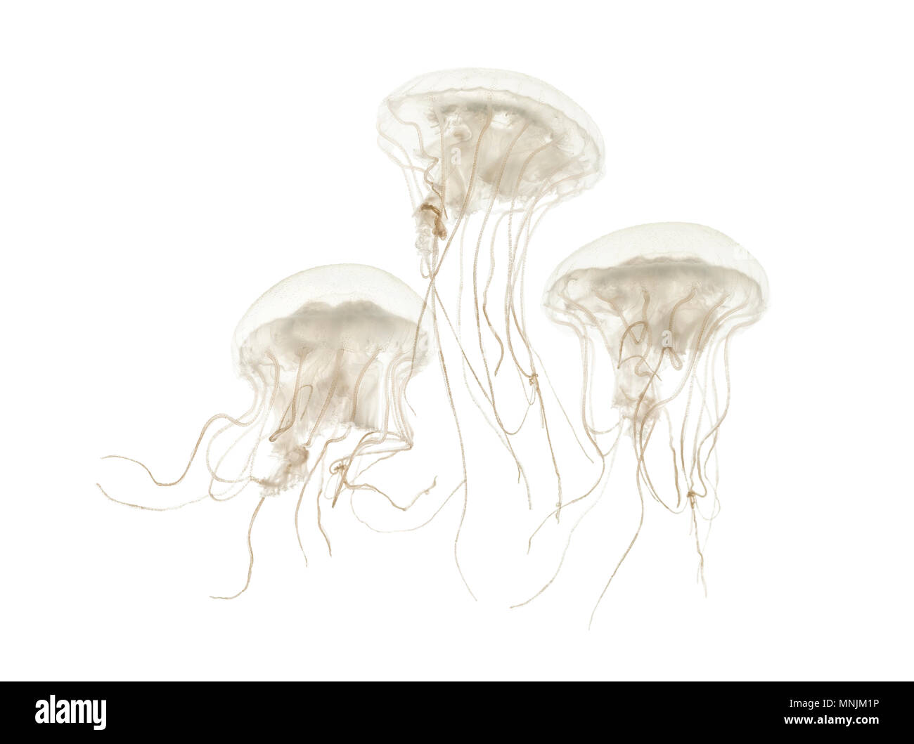 Disc jellyfish, Sanderia malayensis, swimming against white background Stock Photo