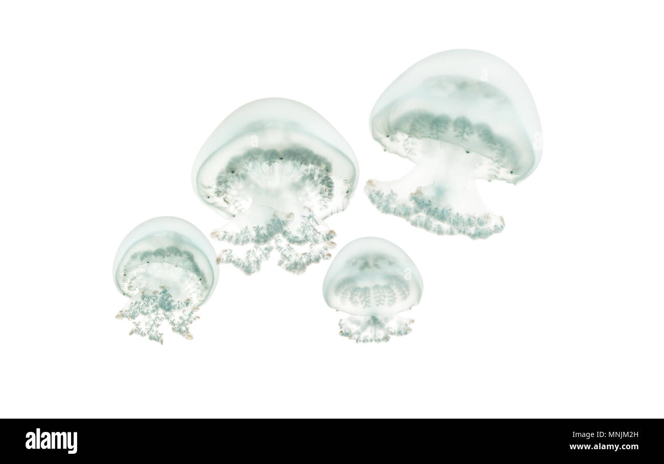 Cannonball jellyfish or cabbagehead jellyfish, Stomolophus meleagris