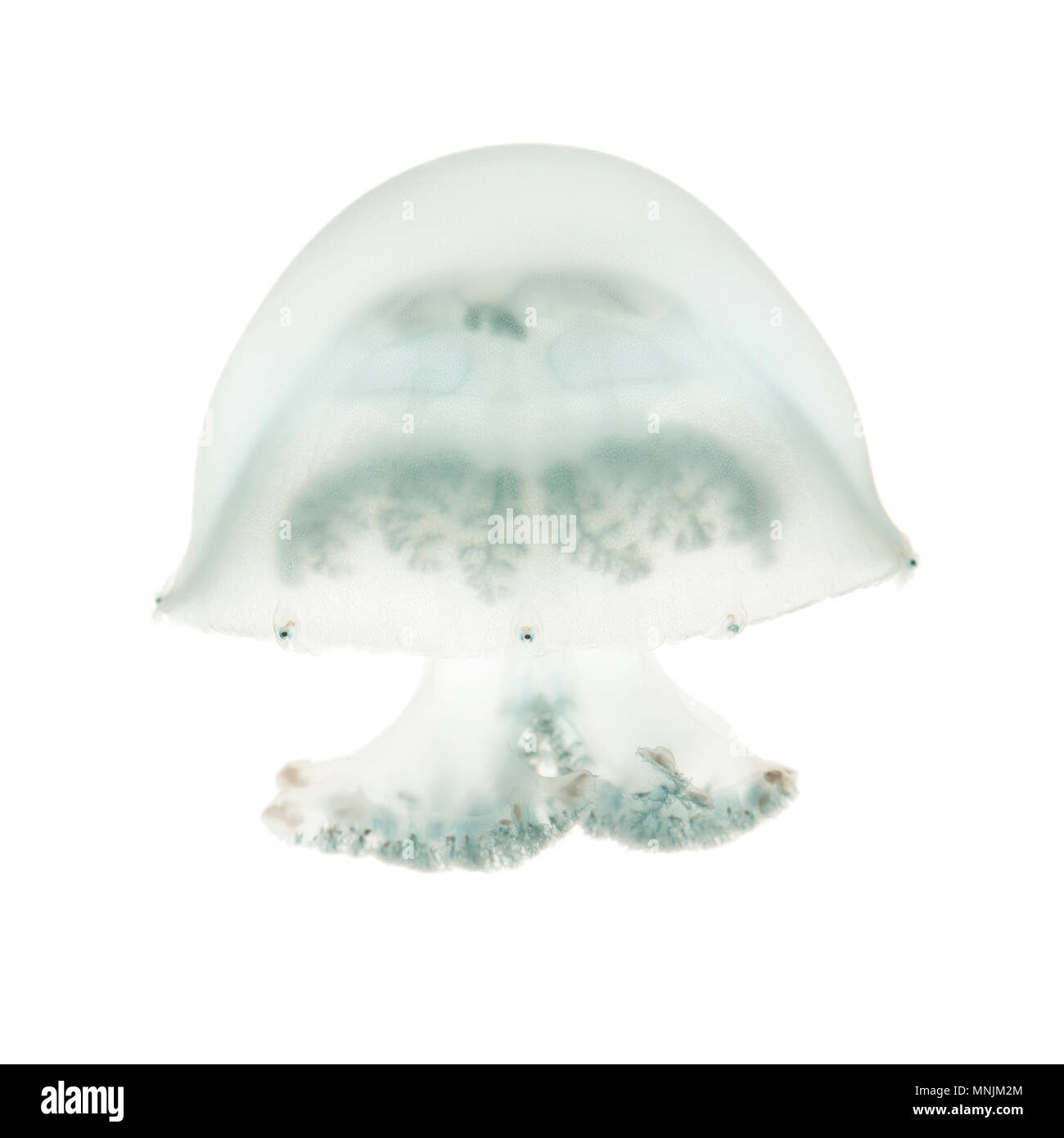 Cannonball jellyfish or cabbagehead jellyfish, Stomolophus meleagris