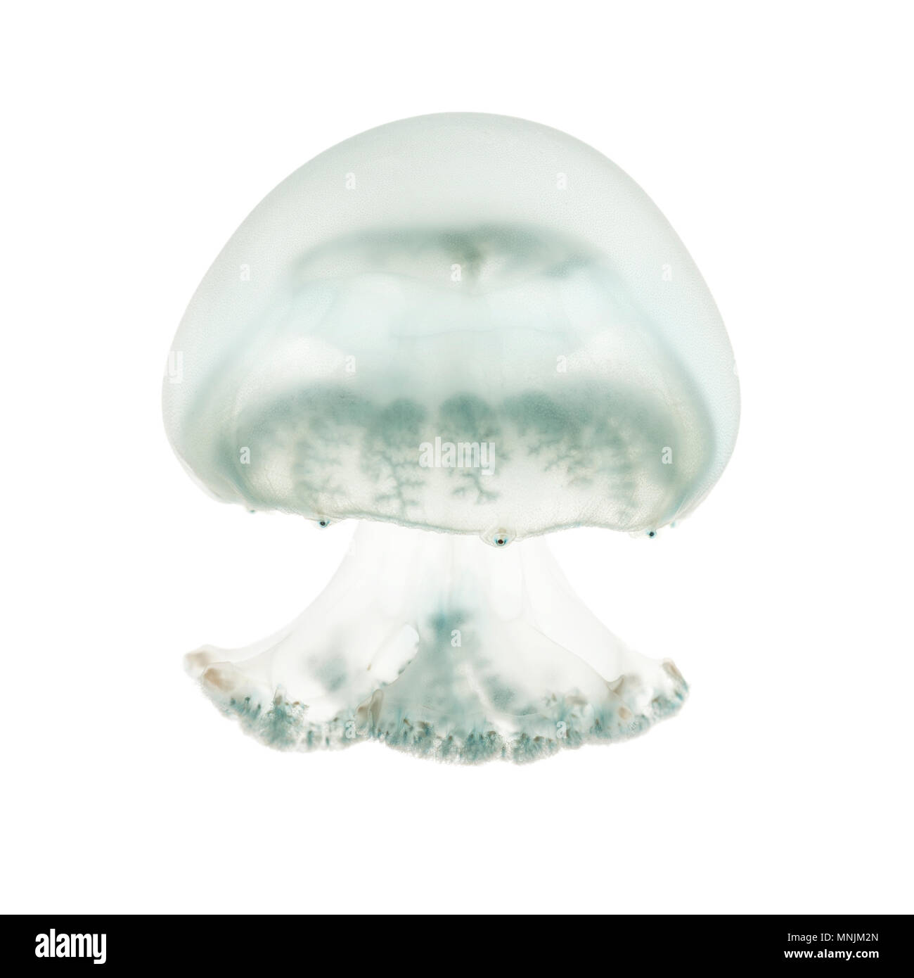 Cannonball jellyfish or cabbagehead jellyfish, Stomolophus meleagris