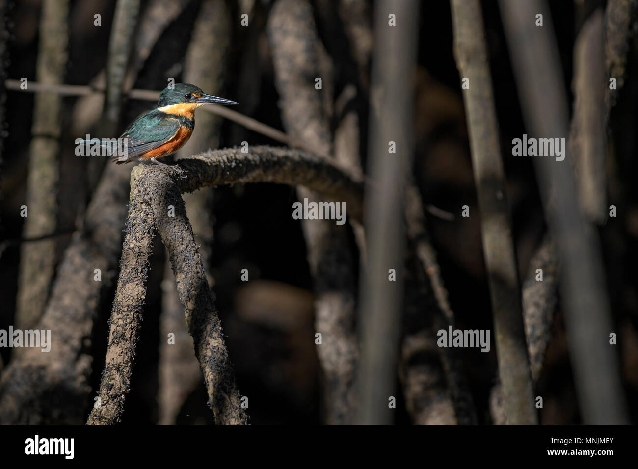 American Pygmy Kingfisher - Chloroceryle aenea, beautiful orange and blue kingfisher from New World fresh waters, Costa Rica. Stock Photo