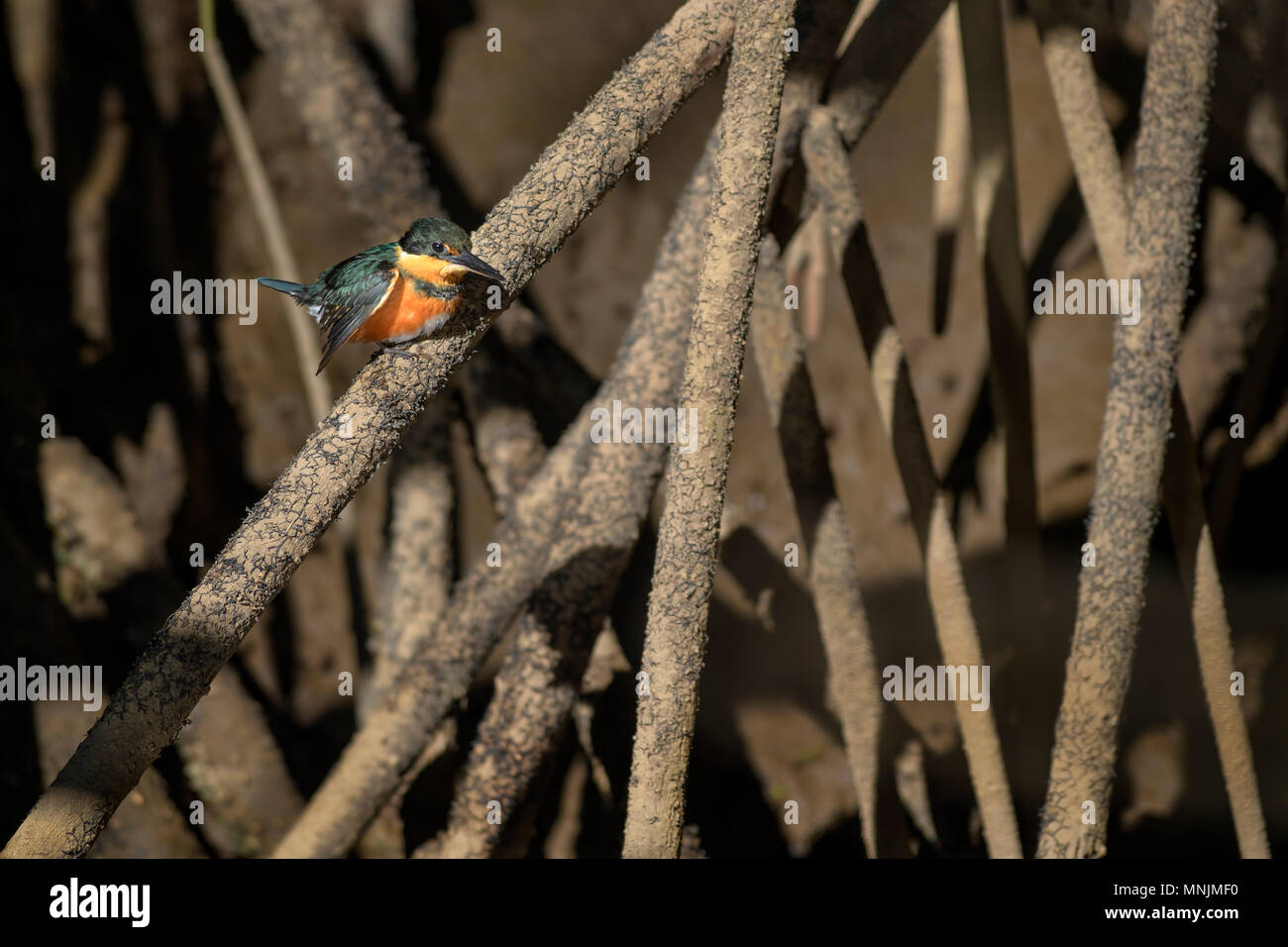 American Pygmy Kingfisher - Chloroceryle aenea, beautiful orange and blue kingfisher from New World fresh waters, Costa Rica. Stock Photo