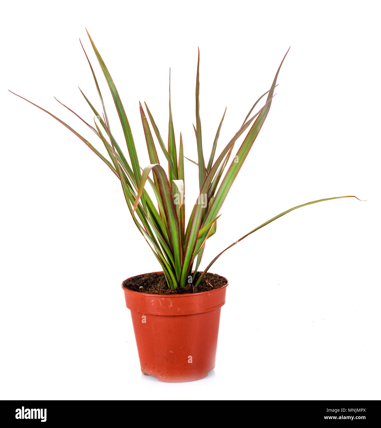 Dracaena plant in front of white background Stock Photo